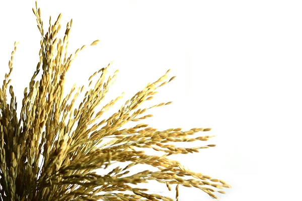 Yellow Paddy Rice Grain Isolated White Background — Stock Photo, Image