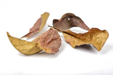 Sonbahar kuru kahverengi yaprak beyaz arka plan üzerinde yalan.