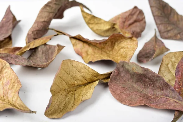 Hoja Marrón Seca Del Otoño Que Miente Sobre Fondo Blanco —  Fotos de Stock