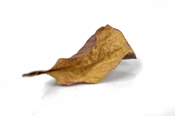 Осенний Сухой Коричневый Лист Лежит Белом Фоне — стоковое фото