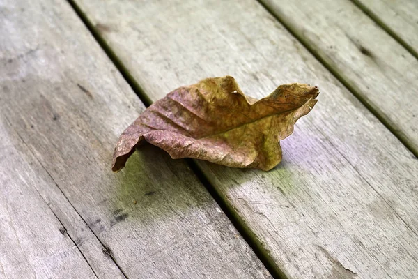 Otoño Seco Hoja Marrón Muerto Acostado Sobre Fondo Madera —  Fotos de Stock