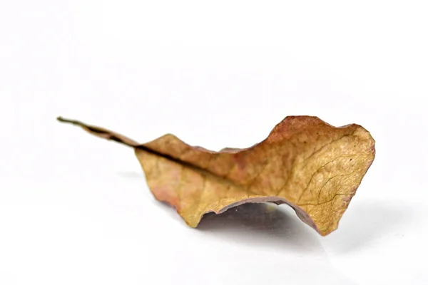 Herbst Trockenes Braunes Blatt Auf Weißem Hintergrund Liegend — Stockfoto