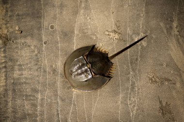 Deniz plajı kumüzerinde Stingray balık yakın çekim