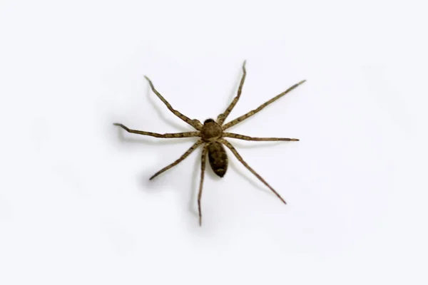 Wild Spider Άσπρο Φόντο — Φωτογραφία Αρχείου