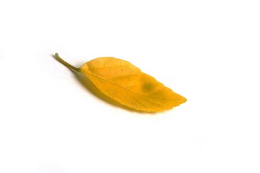 Beyaz arkaplanda izole edilmiş sarı eski yaprak