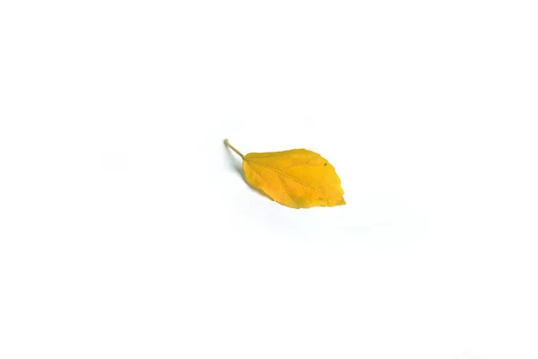 Żółty Stary Liść Izolowany Białym Tle — Zdjęcie stockowe