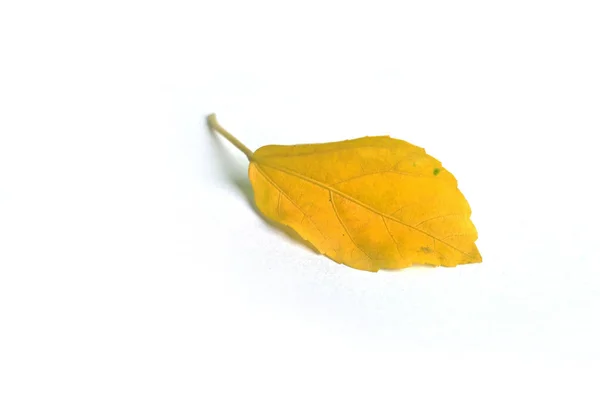 Żółty Stary Liść Izolowany Białym Tle — Zdjęcie stockowe