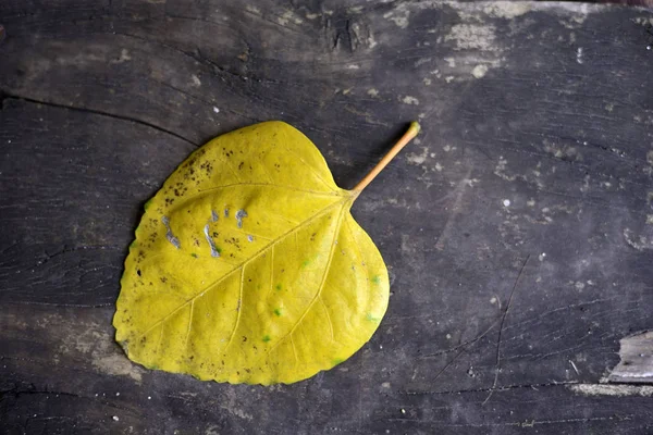 Hoja Amarilla Sobre Fondo Madera —  Fotos de Stock