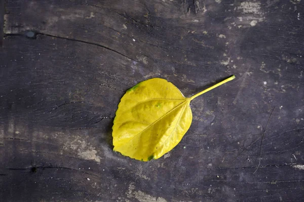 Hoja Amarilla Sobre Fondo Madera —  Fotos de Stock