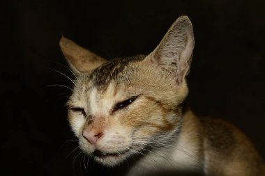 siyah arka plan karşı kedi yüz ifadesi