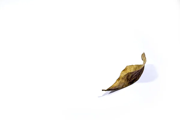 白い背景の上に横たわる秋の乾燥茶葉 — ストック写真