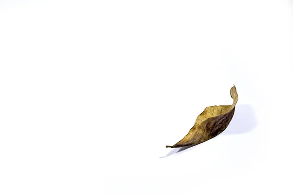 Hoja Marrón Seca Del Otoño Que Miente Sobre Fondo Blanco —  Fotos de Stock