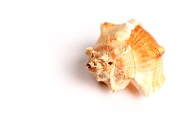 Beyaz arkaplanda deniz kabuğu izole
