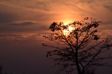 Güzel gökyüzü, akşam vakti ağaç brunch 'ı Altın gökyüzü