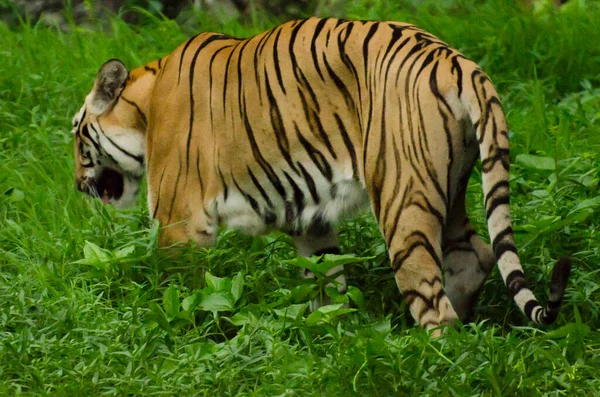 Tiger Walking Away Forest Evening — Stock Photo, Image