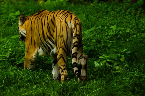 Tigre Caminhando Uma Floresta Noite — Fotografia de Stock