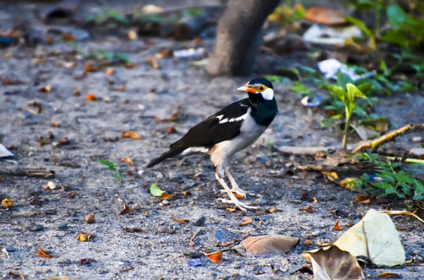 Schöne Männliche Ultramarin Fliegenschnäpper Boden Stehend — Stockfoto