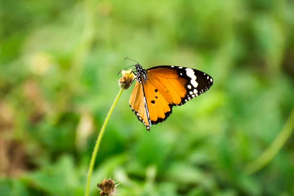 Mariposa Chupando Homey Flor Con Fondo Borroso Verde —  Fotos de Stock