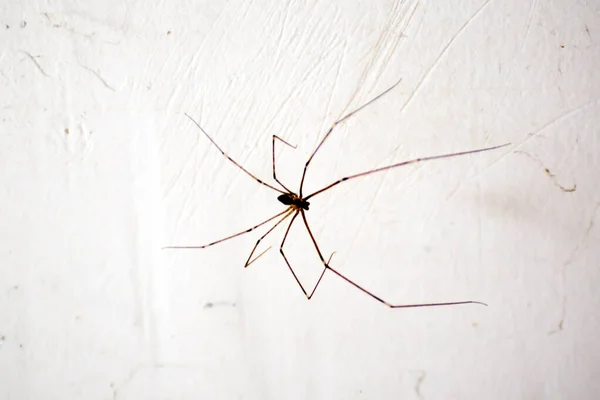 House Spider Isolated White Wall — Stock Photo, Image