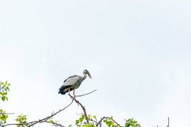 Asyalı açık fatura ıssız bir ağaç dalında duruyor.
