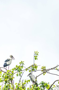 Asyalı açık fatura ıssız bir ağaç dalında duruyor.