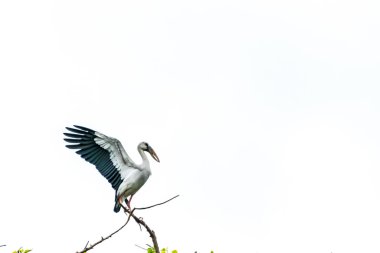 Asyalı açık fatura ağaç dalından uçmak zorunda.