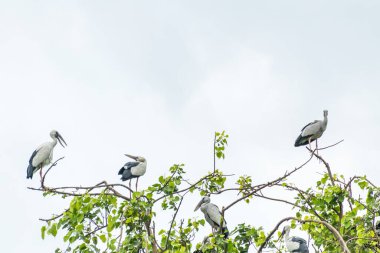 Asyalı açık fatura ıssız bir ağaç dalında duruyor.