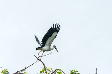 Asyalı açık fatura ağaç dalından uçmak zorunda.