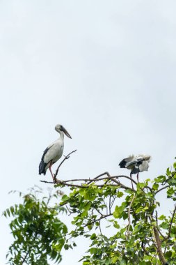 Asyalı açık fatura ıssız bir ağaç dalında duruyor.