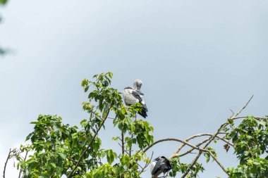 Asyalı açık fatura ağaç dalında duruyor.