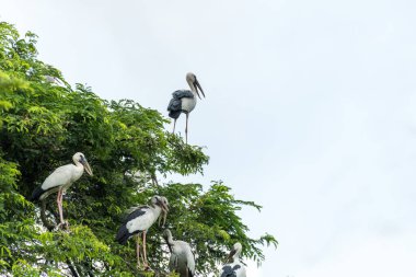 Asyalı açık fatura ağaç dalında duruyor.