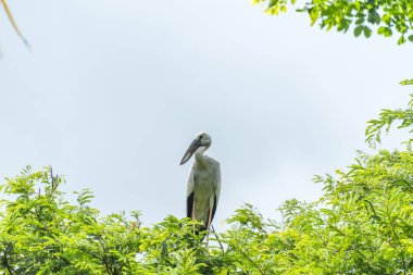 Asyalı açık fatura ağaç dalında duruyor.