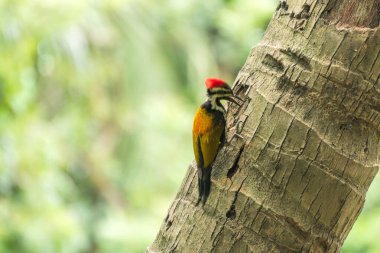 Ağaçkakan hindistan cevizi ağacının gövdesini gagalıyor