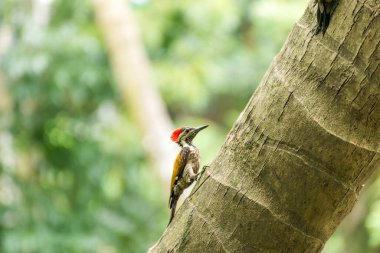Ağaçkakan hindistan cevizi ağacının gövdesini gagalıyor