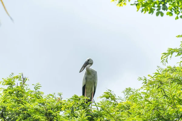 Asyalı açık fatura ağaç dalında duruyor.