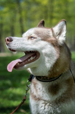 Beyaz ve kahverengi Sibirya husky köpek closeup açık portresi 