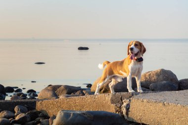 Sol tarafta seyir sahilinde bir yolda sevimli beagle köpek