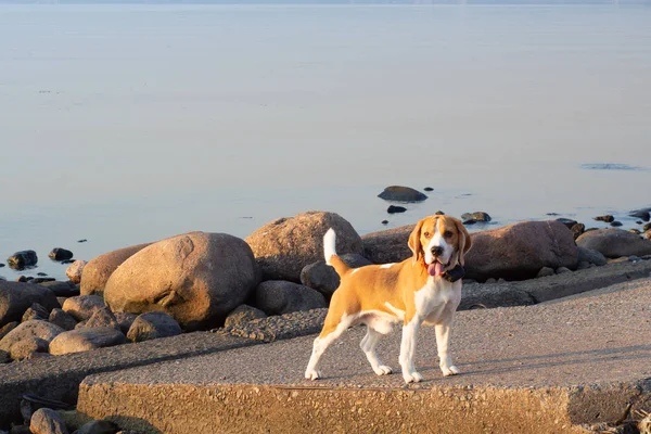 Anjing beagle lucu berjalan-jalan di pantai melihat lurus — Stok Foto