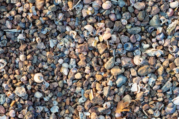 Sea shore texture background with little stones and shells in light of setting sun,  selective focus — Stock Photo, Image