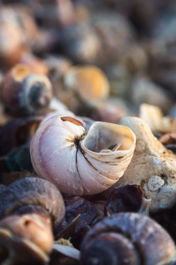 Bir kabuk shore, makro, seçici odak yakın çekim