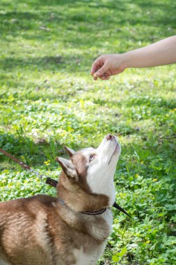 Parkta el ile lezzetli bir şey bakarak bir Sibirya husky köpek portresi. Parkta köpek eğitim 