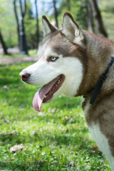 Zbliżenie zewnątrz portret psa husky syberyjski biały i brązowy — Zdjęcie stockowe
