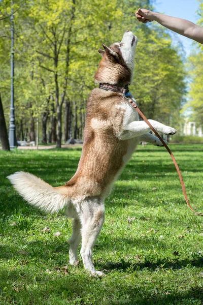 Ritratto All Aperto Cane Bianco Marrone Siberiano Husky Che Salta — Foto Stock