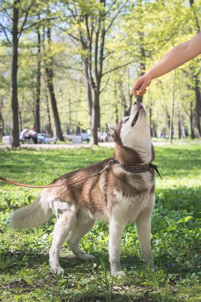 Portrait of a siberian husky dog in the park looking up at the hand with something delicious. Latihan anjing di taman. — Stok Foto