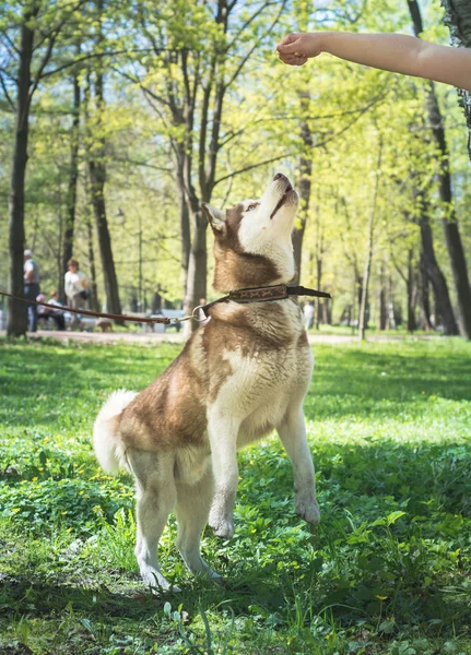 एक सफेद और भूरे रंग के साइबेरियाई हस्की कुत्ते का आउटडोर पोर्ट्रेट कूद रहा है, हिंद पैरों पर खड़ा है, एक धूप के दिन पार्क में बाहर खेल रहा है। एक कुत्ते को प्रशिक्षण — स्टॉक फ़ोटो, इमेज