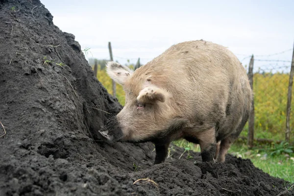 Ritratto di un grosso maiale domestico in piedi sul mucchio di terreno — Foto Stock