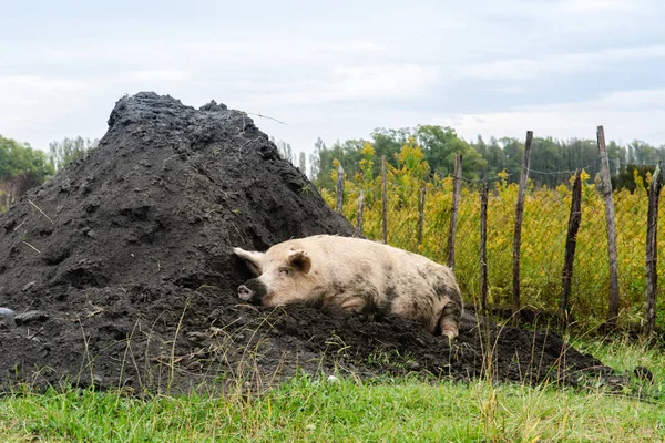 Ritratto di un maialino domestico felice disteso sul mucchio di terra, nella sporcizia, rilassante — Foto Stock