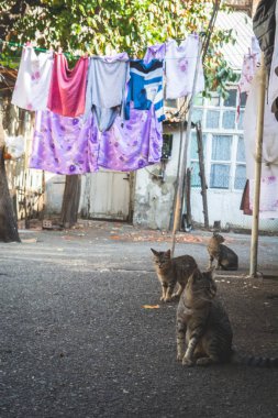 Bir dize, Tiflis, Gürcistan kurutma renkli giysileri ile yere bahçesinde oturan kedi