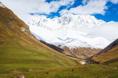 Sahne dağ manzarası ile Nehri Vadisi, karlı zirveleri ve inek çayır üzerinde