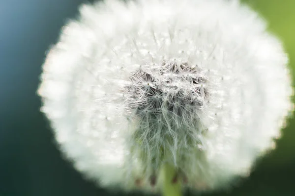 Dandelion macro shot — Stock Photo, Image